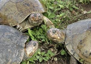 Savanna Side-necked Turtle - three close-up Savanna Side-necked Turtle - three close-up