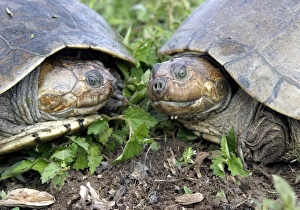 Savanna Side-necked Turtle - two, close-up Savanna Side-necked Turtle - two, close-up