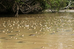 Savannah Side-necked Turtle - mass in water Savannah Side-necked Turtle - mass in water