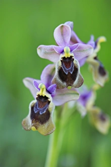 Sawfly Orchid - flowering plant Sawfly Orchid - flowering plant