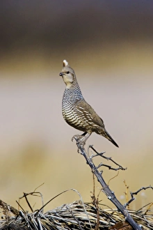 Scaled Quail Scaled Quail