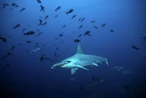 Scalloped Hammerhead - one of many living in deep water around Cocos Island Scalloped Hammerhead - one of many living in deep water around Cocos Island