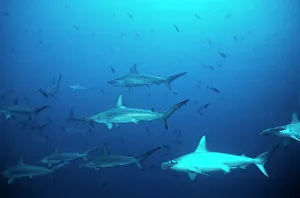 Scalloped Hammerhead Sharks - An amazing sight for a diver to see hundreds of Hammerheads Scalloped Hammerhead Sharks - An amazing sight for a diver to see hundreds of Hammerheads