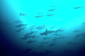 Scalloped Hammerhead Sharks - Looking up to see hundreds of Hammerheads going past Scalloped Hammerhead Sharks - Looking up to see hundreds of Hammerheads going past