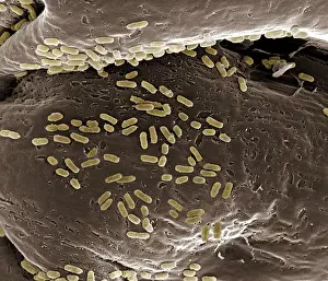 SEM Images Of Bacteria Prints: Scanning Electron Micrograph (SEM): E