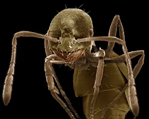 Prints of LRDS-91 Pharaoh Ant Scanning Electron Micrograph (SEM) Monomorium pharaonis Magnification x 180 (A4 size: 29.7 cm width) Coloured by hand to enhance natural features Pharaoh Ant Prints: Pharaoh Ant SEM Print, 29.7 cm x A4 size, Magnification x 180