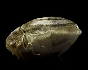 Varied Carpet Beetle SEM Print, A4 size