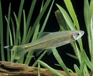 Scissortail Rasbora / Three-lined Rasbora Freshwater Scissortail Rasbora / Three-lined Rasbora Freshwater