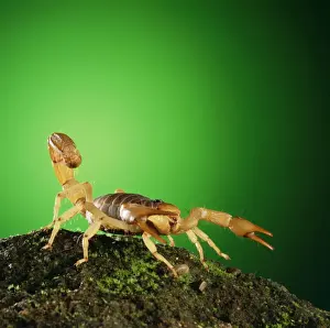 Ardea Wildlife Prints For Home Decor Prints: Scorpion