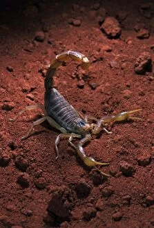 Images Dated 24th April 2007: Scorpion. South Europe