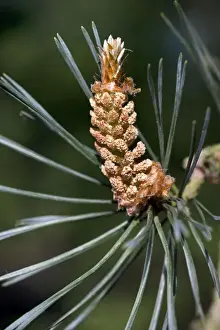 Pinus Sylvestris Images Prints: Scots Pine Tree - cone
