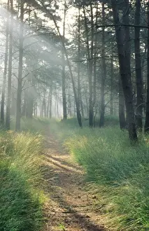 Pinus Sylvestris Images Prints: Scots Pine wood and path
