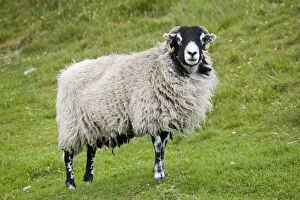 Images Dated 20th June 2007: Scottish black faced sheep ewe North Yorkshire Moors UK