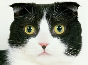 Prints of LA-232 Domestic Scottish Fold CAT Jean Michel Labat Please note that prints are for personal display purposes only and may not be reproduced in any way. Scottish Fold Prints: Scottish Fold Cat Print - Domestic LA-232
