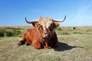 Scottish Highland Cattle - cow resting in sand dune Scottish Highland Cattle - cow resting in sand dune