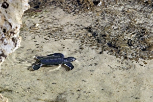 Sea / Green Turtle - baby hatchling Sea / Green Turtle - baby hatchling