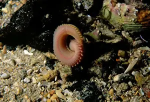 Australian Ocean Creatures Prints: Segmented worm, Eunice sp. a Segmented worm moving into a burrow