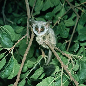 Images Dated 24th May 2005: Senegal Bushbaby