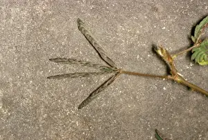 Mimosa Pudica Prints: Sensitive Plant - after touching, sequence (2 of 2)