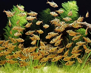 Serpae Tetra - Shoal. Freshwater Aquarium Fish Serpae Tetra - Shoal. Freshwater Aquarium Fish