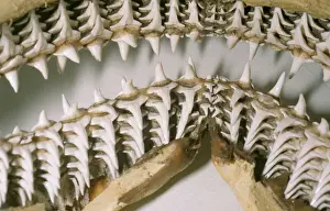 Prints of PM-9069 Shark Teeth and Jaws Odontaspis Pat Morris Please note that prints are for personal display purposes only and may not be reproduced in any way. Shark Prints: Shark Teeth Print