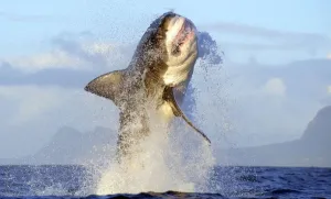 Great White Shark Print - Breaching Seal Island, False Bay