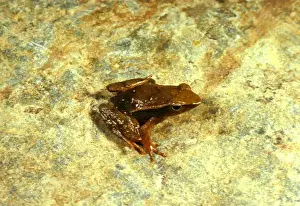 Sharp-snouted torrent frog print