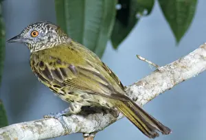 Prints of JSD-560 SHARPBILL Oxyruncus cristatus John Dunning Please note that prints are for personal display purposes only and may not be reproduced in any way. Images Dated 2007 February: Sharpbill Print: Oxyruncus cristatus