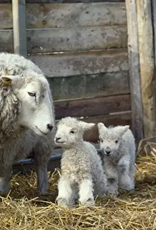 Farm Animals Pictures Prints: Sheep - lambs