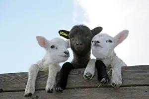 SHEEP - Three lambs looking over fence SHEEP - Three lambs looking over fence