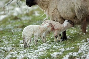 Images Dated 18th March 2007: Sheep with lambs - Wales, UK - Mixture of Suffolk and Welch mountain breeds