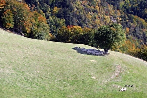 Sheeps - sheltering in the shadow of a tree Sheeps - sheltering in the shadow of a tree