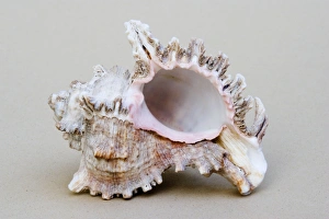 Shell - closeup of underside of marine Murex shell which were important as a source of the purple dye used by Shell - closeup of underside of marine Murex shell which were important as a source of the purple dye used by