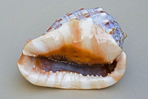 Shell - closeup of ventral view of large Helmet shell Cassis species showing teeth Shell - closeup of ventral view of large Helmet shell Cassis species showing teeth