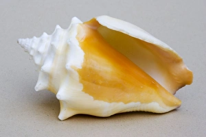 Shell - closeup of ventral view of small conch (probably Strombus pugilis) Shell - closeup of ventral view of small conch (probably Strombus pugilis)