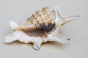 Shell - closeup of ventral view of Spider conch probably Lambis species Shell - closeup of ventral view of Spider conch probably Lambis species