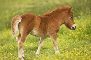 Shetland Pony - foal in meadow of flowers Shetland Pony - foal in meadow of flowers