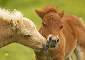 Shetland Pony - two foals kissing Shetland Pony - two foals kissing