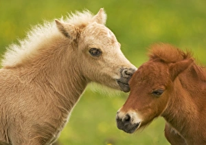 Shetland Pony - two foals nuzzling Shetland Pony - two foals nuzzling