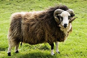 Shetland sheep - ram Shetland sheep - ram