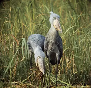 Prints of WOM-10 SHOEBILL STORK Balaeniceps rex Wilhelm Moller Please note that prints are for personal display purposes only and may not be reproduced in any way. Shoebill Prints: Shoebill Stork Print - Balaeniceps rex Waterbird Species
