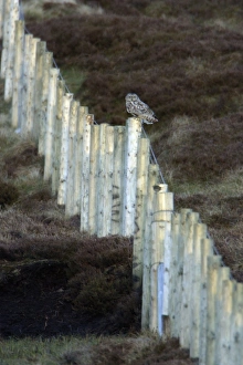 Short-Eared Owl - Perched on moorland forestry fence Short-Eared Owl - Perched on moorland forestry fence