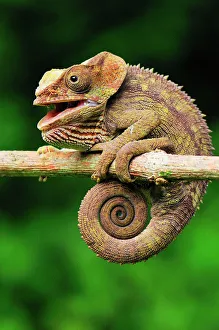 Short-horned Chameleon / Elephant-eared Chameleon - hanging on to branch Short-horned Chameleon / Elephant-eared Chameleon - hanging on to branch