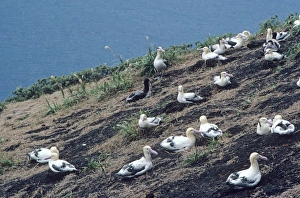 Short-tailed albatross - Colony. Torishima Island is a volcanic peak rising out of the Short-tailed albatross - Colony. Torishima Island is a volcanic peak rising out of the