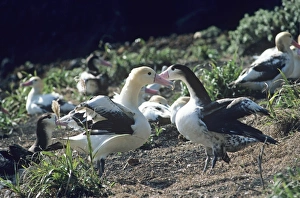 Short-tailed albatross - Courting. Torishima Island is a volcanic peak rising out of the Short-tailed albatross - Courting. Torishima Island is a volcanic peak rising out of the