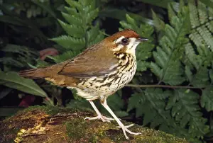 Bird Photography Prints: Short-tailed Ant-thrush