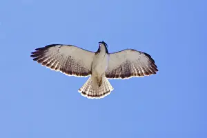 Prints of JZ-3578 Short-tailed Hawk in flight with lizard prey. Adult. Nayarit Mexico in March Short Tailed Hawk Prints: Short-tailed Hawk in Flight with Lizard Prey Print