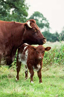 Shorthorn Cattle - cow & calf Shorthorn Cattle - cow & calf