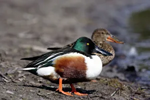 Shoveler Ducks - Pair standing on waters edge Shoveler Ducks - Pair standing on waters edge