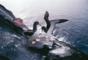 Shy Albatross Mollymawk - pair greeting at nest Shy Albatross Mollymawk - pair greeting at nest